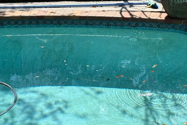 Close-up of a pool’s blue tile line with leaves floating on the water and a hose in the pool
